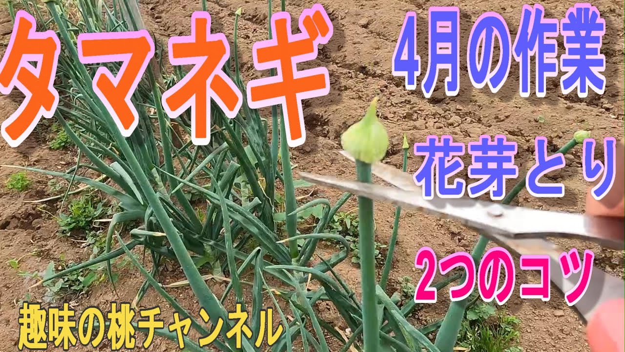 Onions] April Task: Removing Flower Buds - 2 Tips 24/4/28 - YouTube