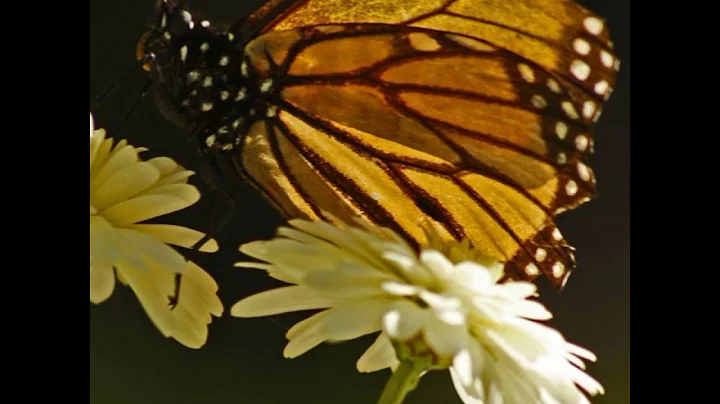 Meditation for Connecting with Nature & Relaxation...