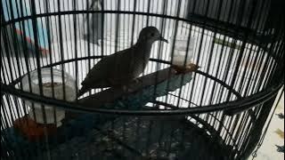 Perkutut bangkok juara | cara melatih perkutut mental lomba | IKUTI CARA INI ❗❗❗