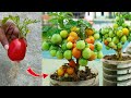 How to growing tomato by unique way to get quick fruit | Grafting Tomato
