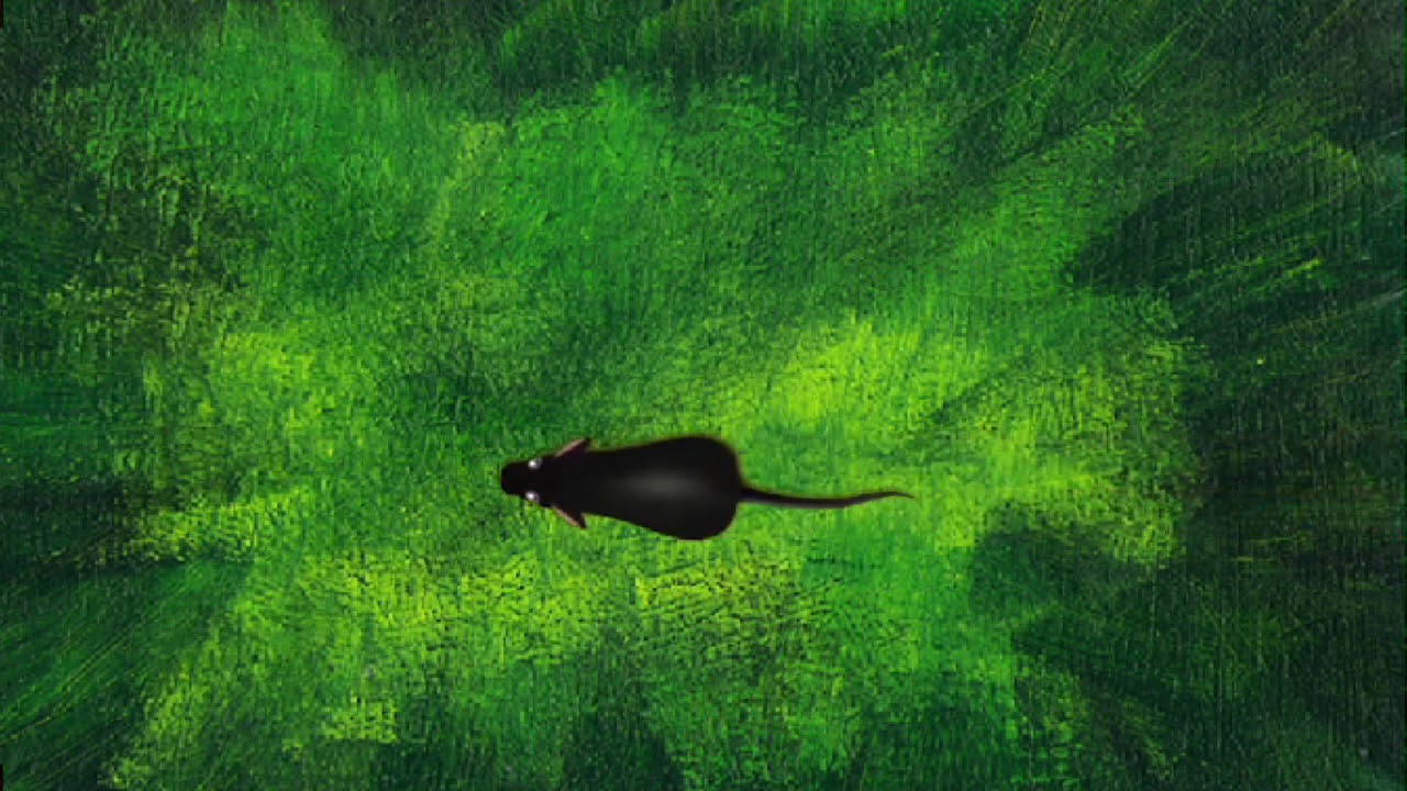 Cat Games mice, lizards, spiders, Games for cats on screen | CAT VIDEOS #10