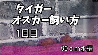 【アクアリウム】タイガーオスカー飼い方！90ｃｍ水槽！