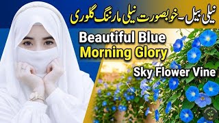 Neeli Bel / Blue Morning Glory Care & Grow Tips | Beautiful Sky Flower Vine