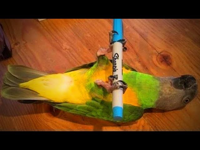 Cute Birds  Funniest Parrots Ever (Full) [Funny Pets]