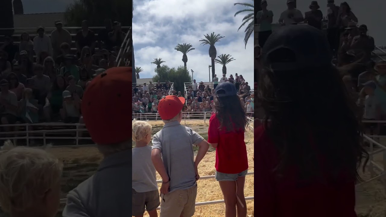 Pig races and jumps the Hurdle 