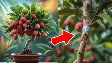 grafting lychee tree from cuttings