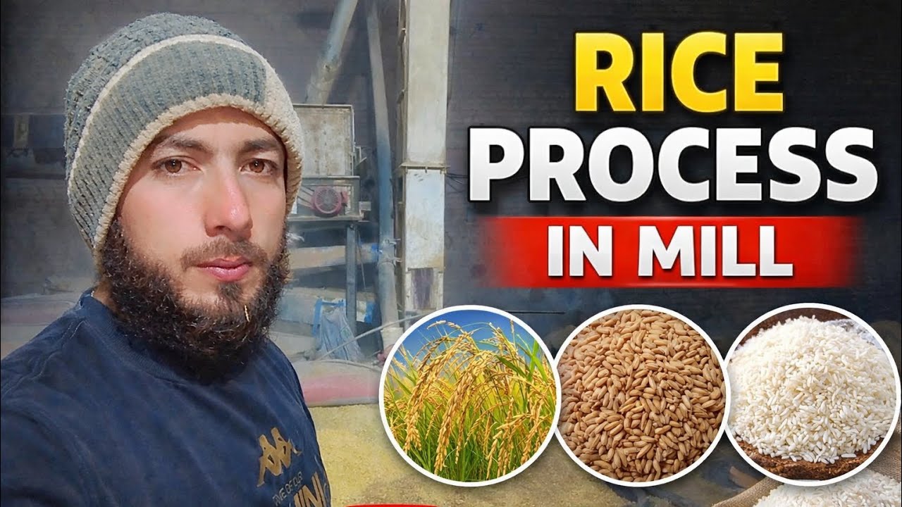 Rice 🍚🌾🍚🌾 process in mil everyone subscribe 🍚🍚🌾🕌