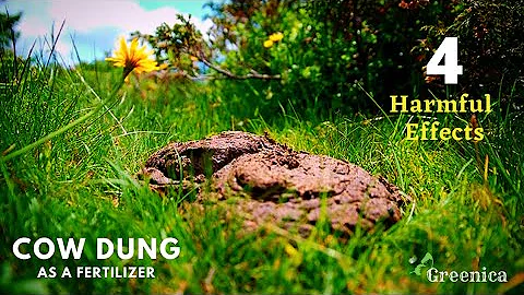 How to Correctly Use Cow Dung as a Fertilizer For Plants? - Greenica
