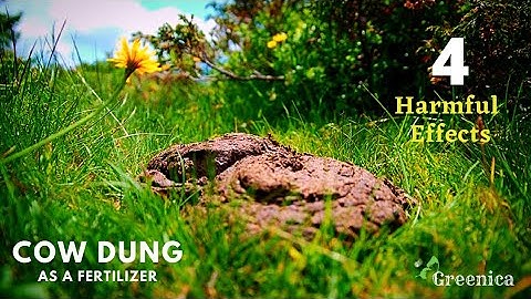 How to Correctly Use Cow Dung as a Fertilizer For Plants? - Greenica
