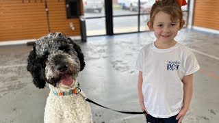 “Henry” the 1 yr old standard poodle two week Board and Train - by Trainer Pat by Off Leash K9 Training - Lexington 63 views 5 months ago 5 minutes, 17 seconds