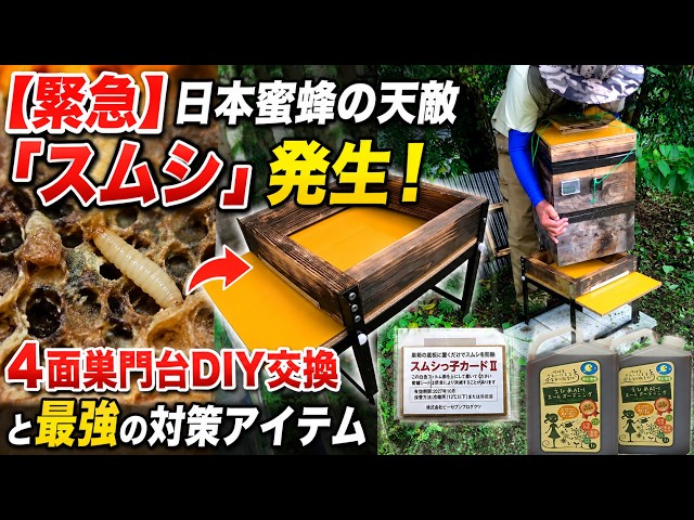 Japanese honeybee swarm preparation for 2026. Making a new