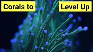Top 8 Intermediate Corals