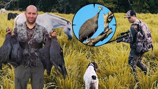 Cazando Guineas con Perros y Caballos