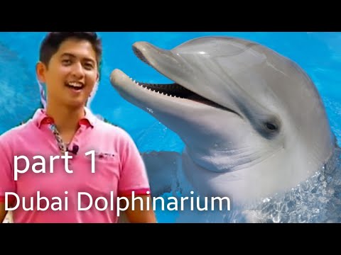 K World Dubai Dolphinarium