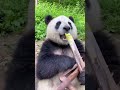#panda #animal #cute