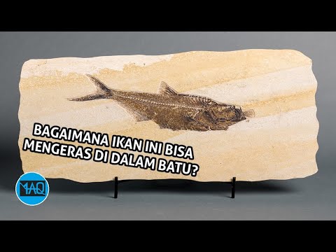 Video: Apabila sisa organisma mati bertukar menjadi batu?