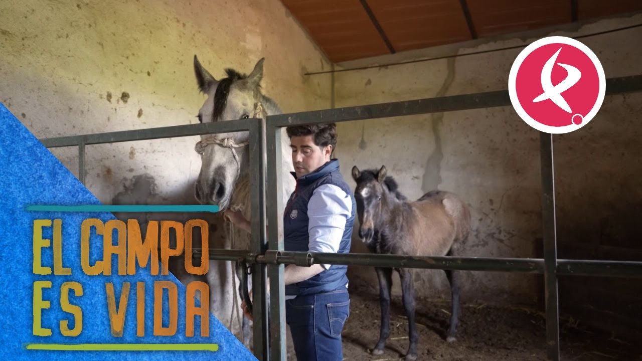 Miguel Angel desteta a esta potra de su madre | El campo es vida