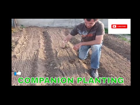 Video: Asparagus Plant Companion: Apakah Sahabat Yang Baik Untuk Asparagus