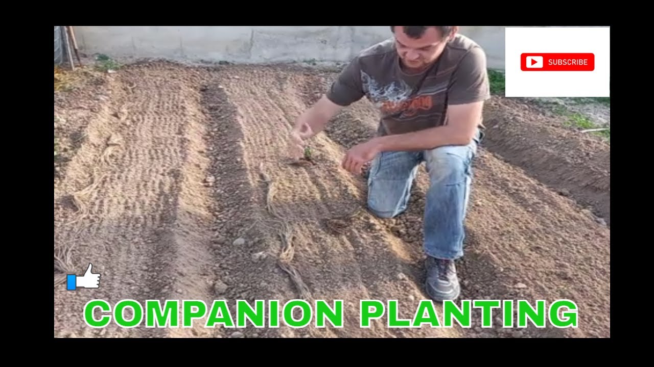 Companion planting Asparagus and Strawberries YouTube