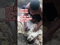Cukur domba. #shorts #sheep #fypシ゚viral #domba #dombasehat #dombalucu