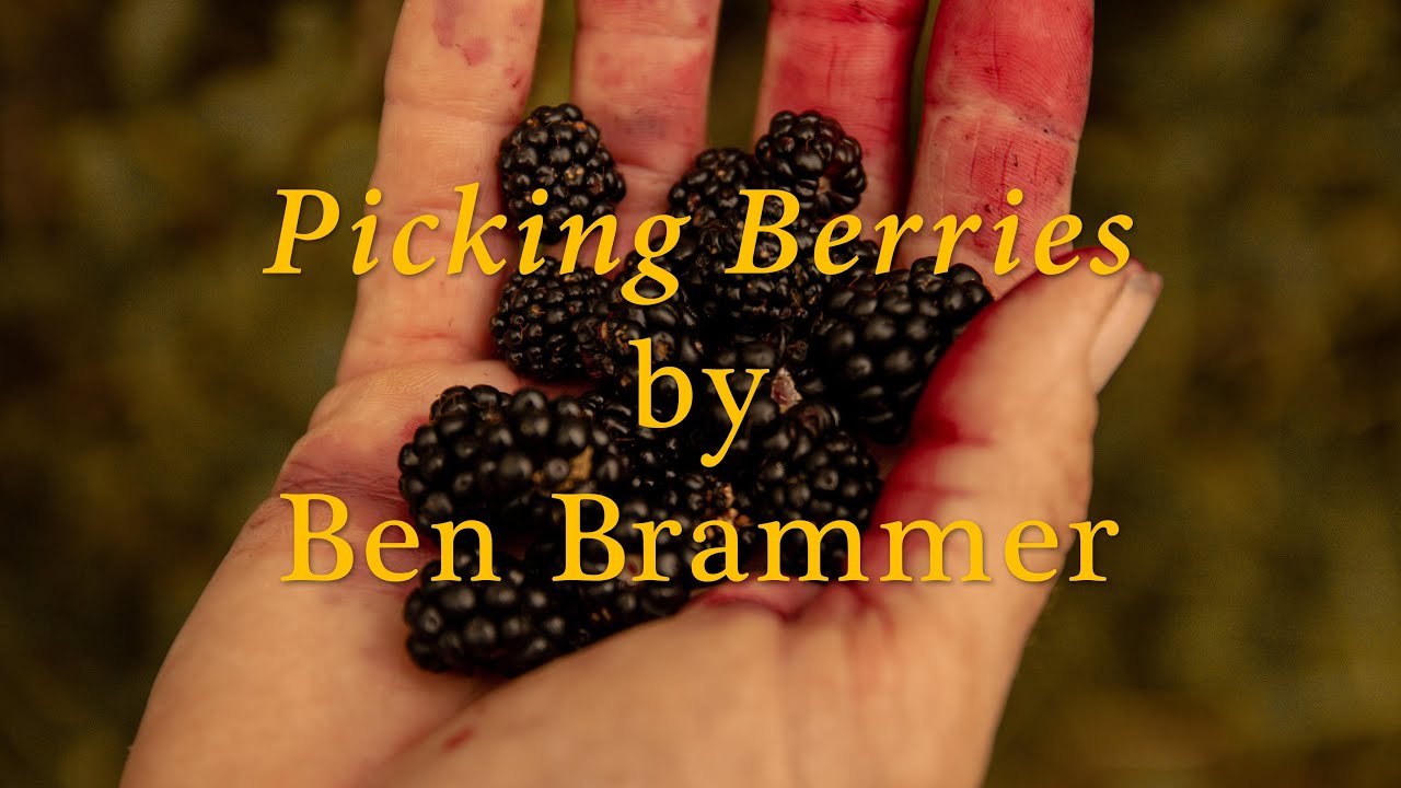 Picking Berries | A Short Film by Ben Brammer