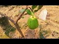Thai Red King Guava plants one avelabel contact number 9679816862