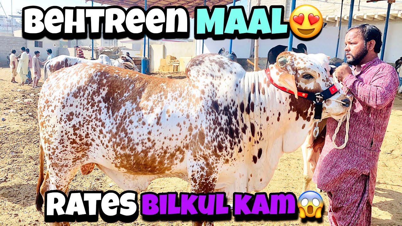 Malir Mandi Karachi Latest Rates Update | Malir Mandi Today Update | 4-Nov-2025 | Cow Mandi 