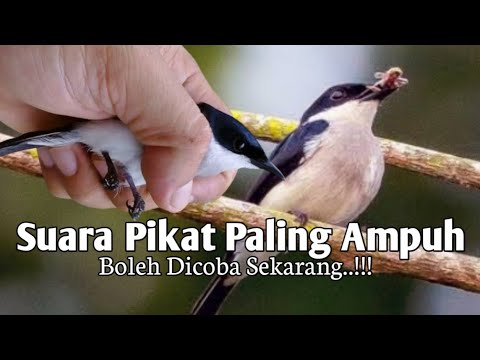 MP3, Suara Pancingan Burung Jingjing Batu. Ampuh Untuk Pikat
