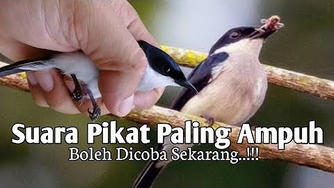 MP3, Suara Pancingan Burung Jingjing Batu. Ampuh Untuk Pikat