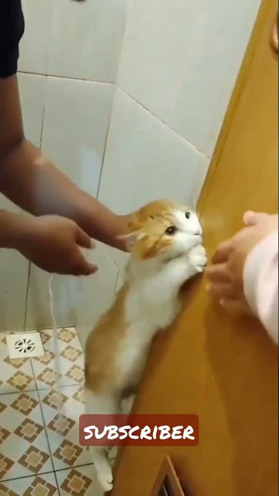 Video Kucing Lucu, Gemesin di saat mandi/bath Terbaru 2021