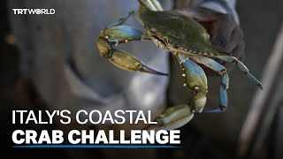 Blue Crabs Become Serious Issue On Italys North Eastern Coast