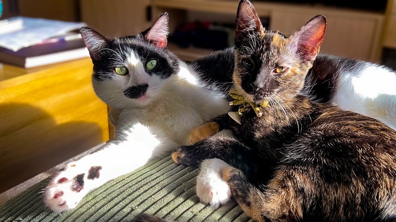 I Adopted A Tortico Kitten!