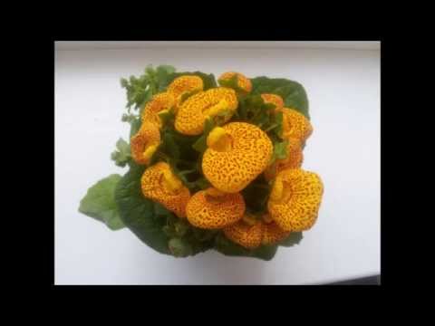 Video: Wie Kann Man Calceolaria Bloom Jedes Jahr Genießen? Aus Samen Wachsen. Heimpflege. Foto