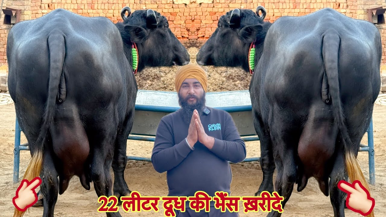 22 लीटर दूध की भैंस ख़रीदे ✅ सिर्फ़ 80,000 हज़ार से शुरू दाम 🏆 2 Buffalo For Sale 😱Khalsa Dairy Farm