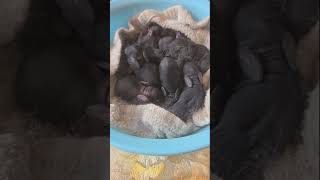 Stella's Babies S2X Day 1
