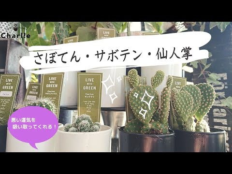 風水】癒しのサボテンコレクション【邪気を吸い取る】 - YouTube