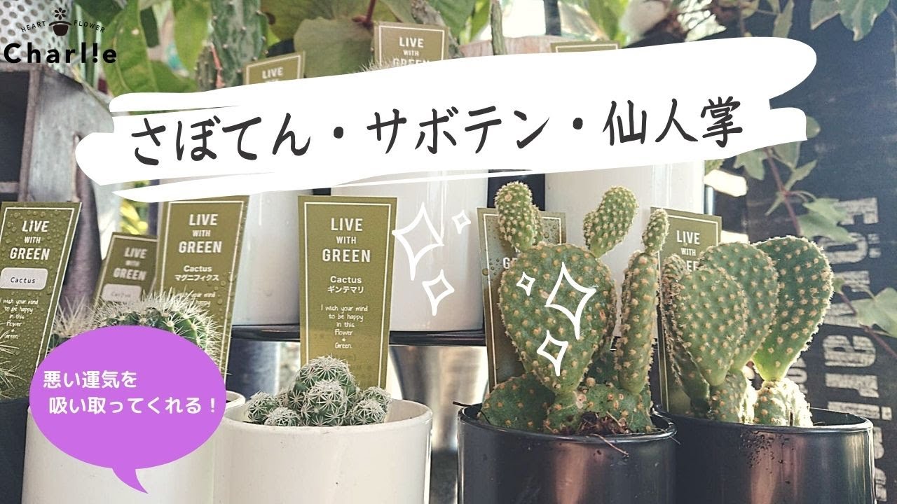 風水 癒しのサボテンコレクション 邪気を吸い取る Youtube