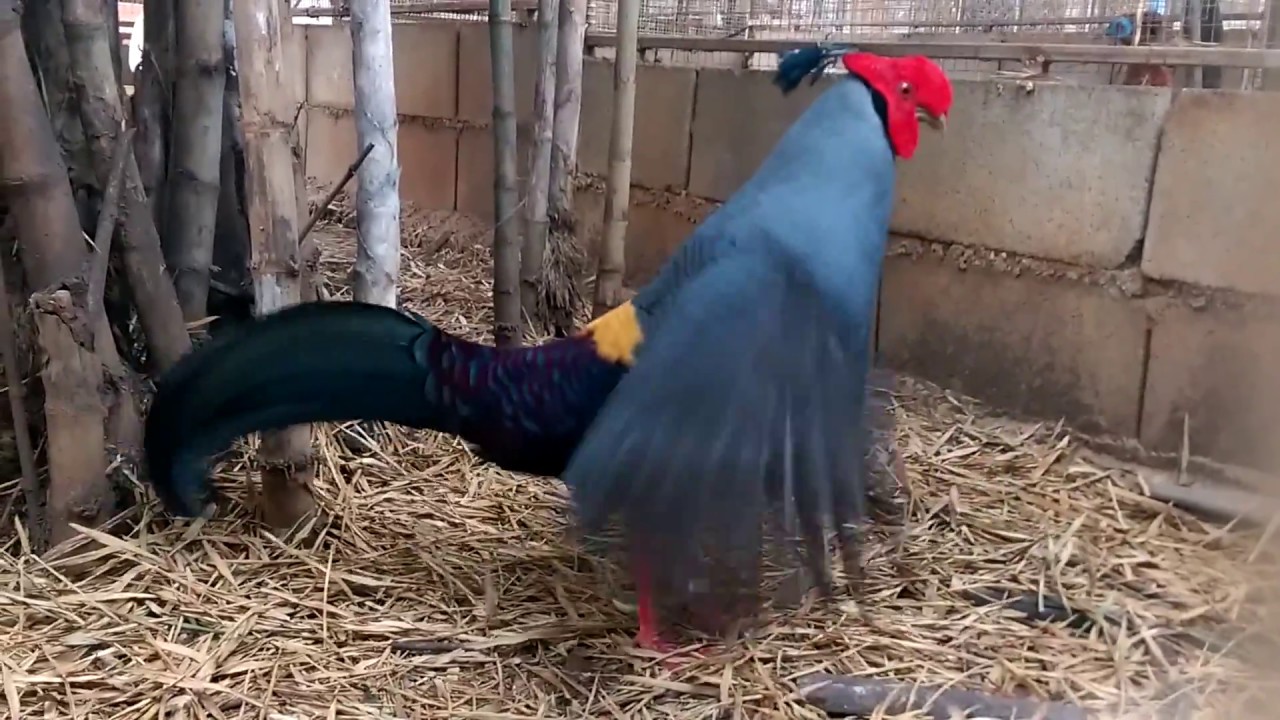 เคยเห็นกันไหม "ไก่ฟ้าพญาลอ" สัตว์ที่เกือบได้เป็นสัญลักษณ์ของประเทศไทย
