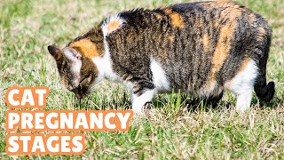 Cat Pregnancy Stages Week By Week Cat Pregnancy Timeline