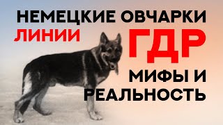 видео: Немецкие Овчарки линии ГДР. Мифы и Реальность. DDR German Shepherds. Myths and Reality. картинка: Немецкие Овчарки линии ГДР. Мифы и Реальность. DDR German Shepherds. Myths and Reality.