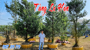 Thương mại có lời, chơi thì rẻ 0907.819719 Lê Khải 11/11 giao lưu lô Tùng La Hán cây lớn