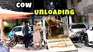Cow Unloading 2023 || Comforts society @zohaibsiddiquikidunia