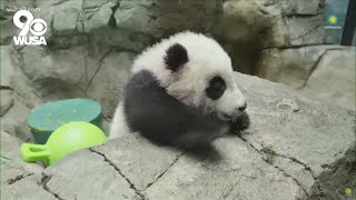 National Zoo's baby panda goes live for first virtual meet and greet