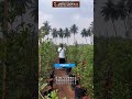 மாதுளை சாகுபடி -அதிக லாபம் தரும் விவசாயம் #maathulai #போமோக்ரானைட் #farming #ashokaagritech