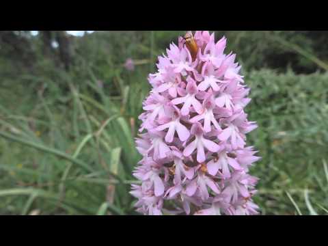 Video: Primula Orchidea In Crescita Attraverso Le Piantine
