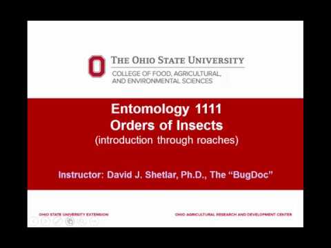 Entomology 1111 - 2018 - Lecture 06 - Introduction to the Hexapoda (insects) - part 1