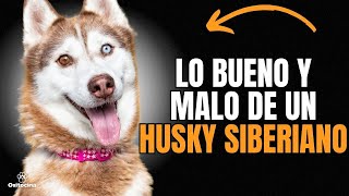 HUSKY SIBERIANO : VENTAJAS Y DESVENTAJAS de tener uno.