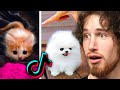 The CUTEST Animals On TIKTOK