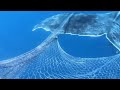 Mother Humpback Whale Freed from Fishing Net || ViralHog