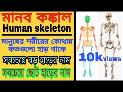 মানব কঙ্কাল।Human skeleton। manuser sorire koyti har thake? manuser sorirer chhoto/baro harer nam ki